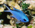 underwater photo blue chromis fish SCUBA Cayman Islands