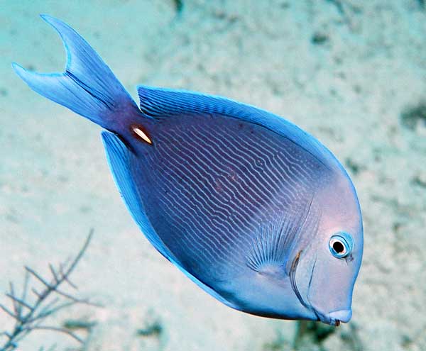 blue tang fish underwater photo