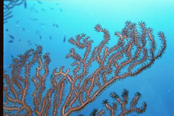 coral Underwater SCUBA 