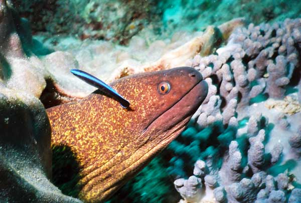 moray eel Kenya Underwater SCUBA Kenya Indian Ocean