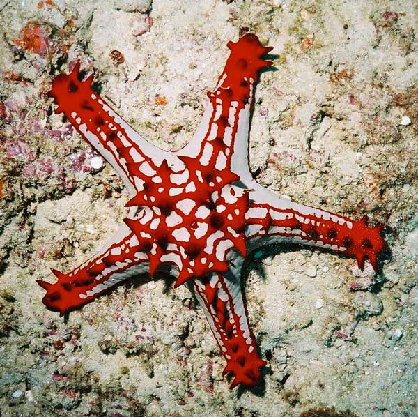 starfish Kenya Underwater SCUBA Kenya Indian Ocean