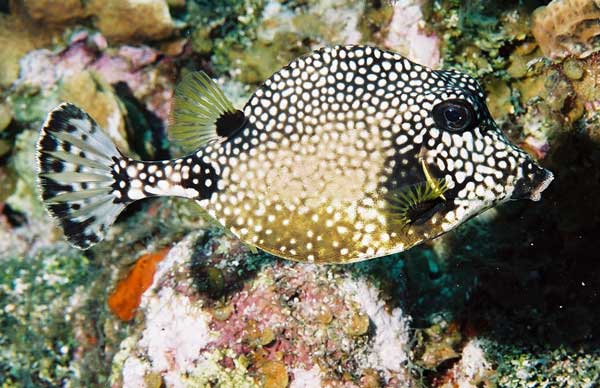 trunk fish Cayman Islands