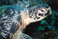 SCUBA diving turtle photos